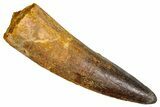Fossil Spinosaurus Tooth - Real Dinosaur Tooth #381004-1